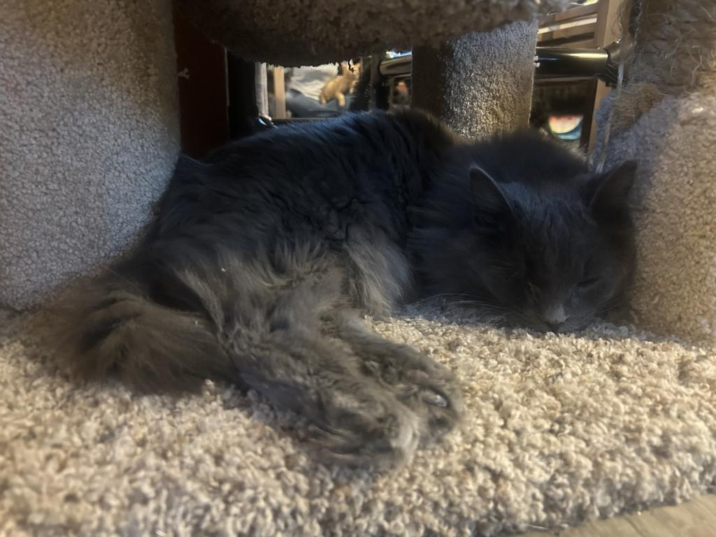 Pilka, an adoptable Domestic Long Hair in Rice Lake, WI, 54868 | Photo Image 1