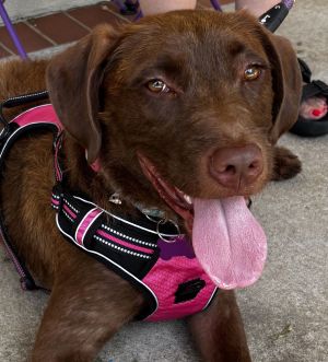 Meet Gidget - The sweetest pup ever Gidget is a sweet smart and lovable terrier mix pup who is re
