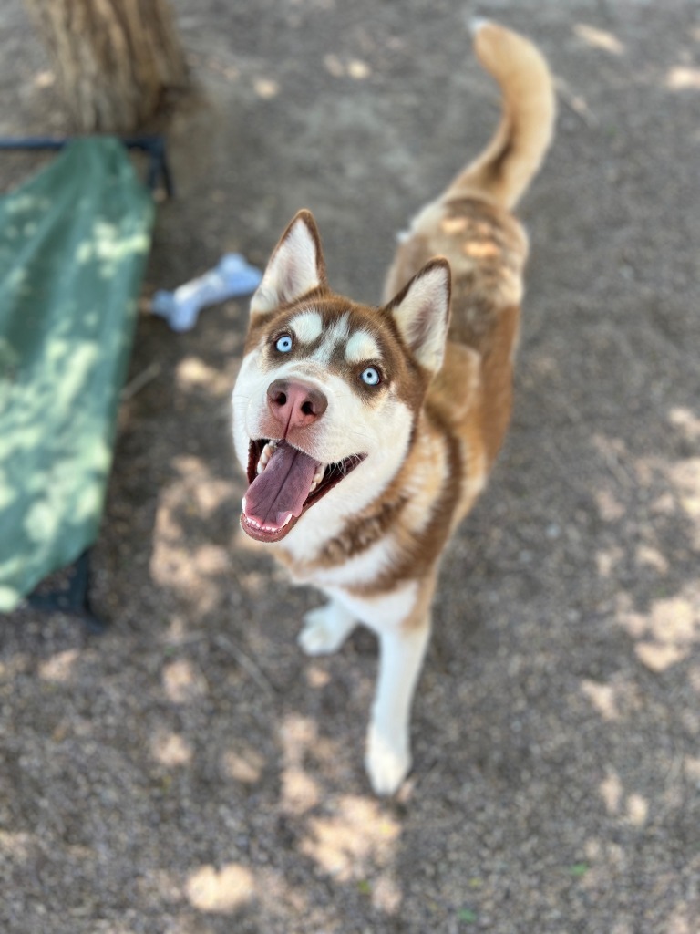 Luka, an adoptable Husky in Rock Springs, WY, 82901 | Photo Image 1