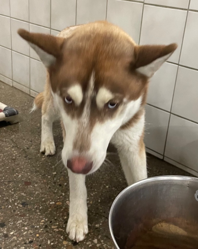 Luka, an adoptable Husky in Rock Springs, WY, 82901 | Photo Image 2