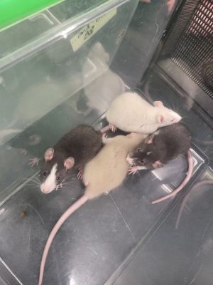 Wheezy, Baby Male Rat