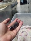 Wheezy photo 3