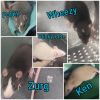 Wheezy photo 4
