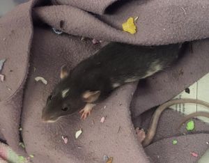 Pizza Planet, Baby Female Rat