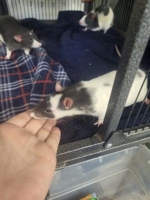 Alien, Baby Male Rat