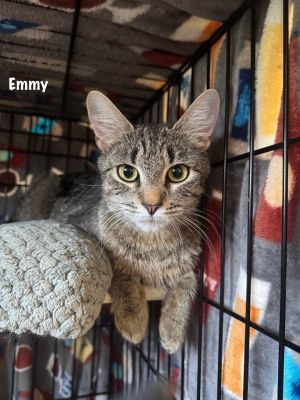 Emmy 2025-81, Young Female Domestic Short Hair