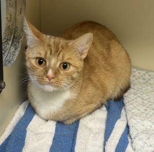DayLily, Adult Female Domestic Short Hair