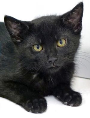 Tokyo, Baby Male Domestic Short Hair