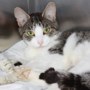 Nyx, Young Female Domestic Short Hair