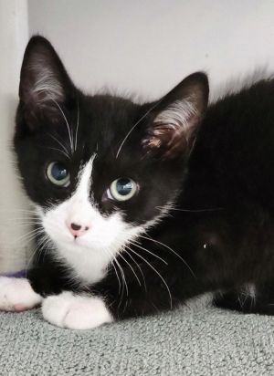 Pea, Baby Male Domestic Short Hair
