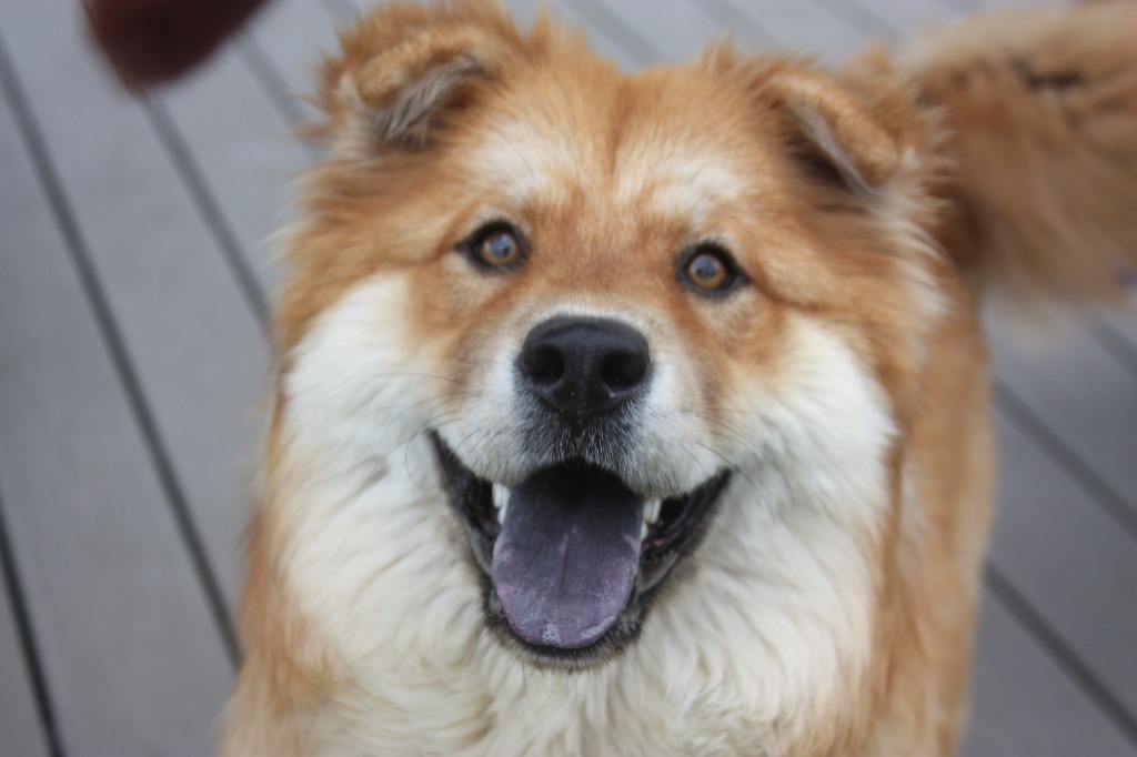 Liberty, an adoptable Chow Chow, Spitz in Sunnyvale, TX, 75182 | Photo Image 1