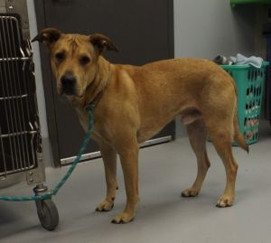 Primary Color Tan Weight 72lbs Age 3yrs 0mths 0wks