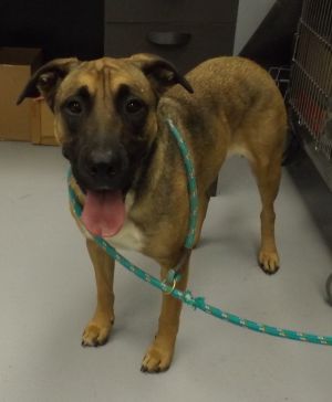 Primary Color Black Secondary Color Brown Weight 61lbs Age 5yrs 0mths 0wks