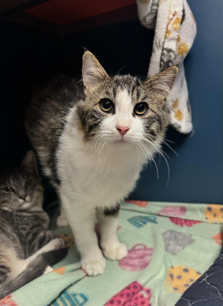 Oliver, an adoptable Domestic Short Hair in Grand Forks, ND, 58203 | Photo Image 1