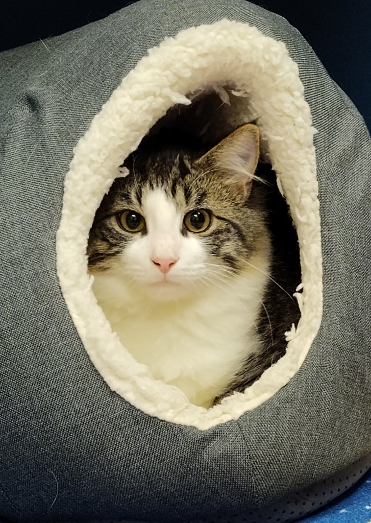 Oliver, an adoptable Domestic Short Hair in Grand Forks, ND, 58203 | Photo Image 2