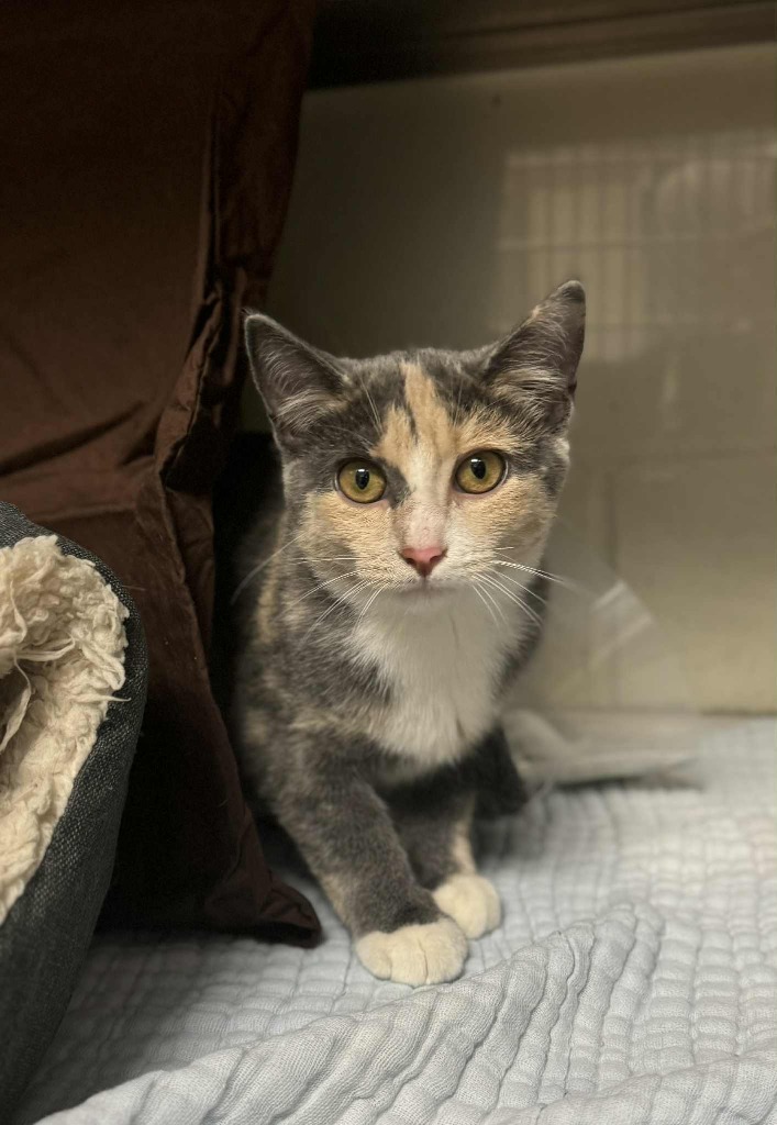 Lily, an adoptable Domestic Short Hair in Grand Forks, ND, 58203 | Photo Image 1