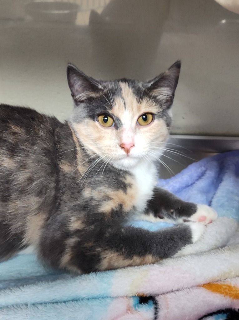 Lily, an adoptable Domestic Short Hair in Grand Forks, ND, 58203 | Photo Image 2