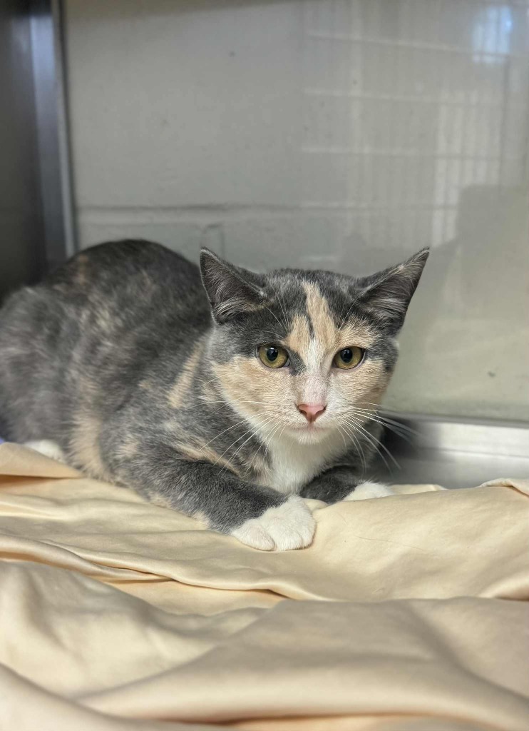 Lily, an adoptable Domestic Short Hair in Grand Forks, ND, 58203 | Photo Image 3