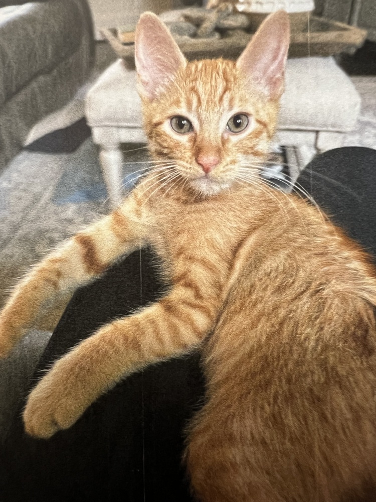Junior