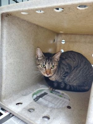 Dime Domestic Short Hair Cat