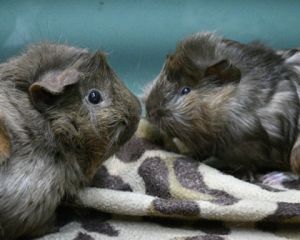 CHESTNUT, Baby Female Guinea Pig