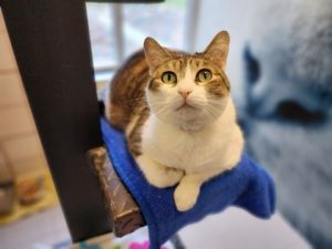 Jasmine, Adult Female unknown