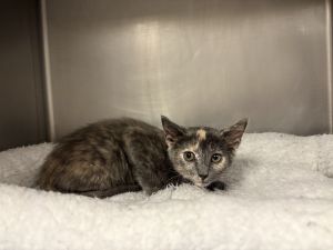 Turquoise Domestic Short Hair Cat