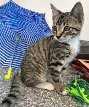 BooBoo Kitty*, Baby Male Domestic Short Hair