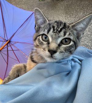 Meeshoo*, Baby Female Domestic Short Hair