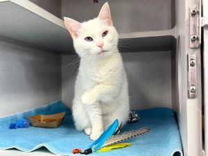 Luna, Senior Female Domestic Short Hair