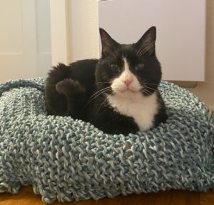 Heres what my foster parent says about me - You can easily become my best friend by scratching my 