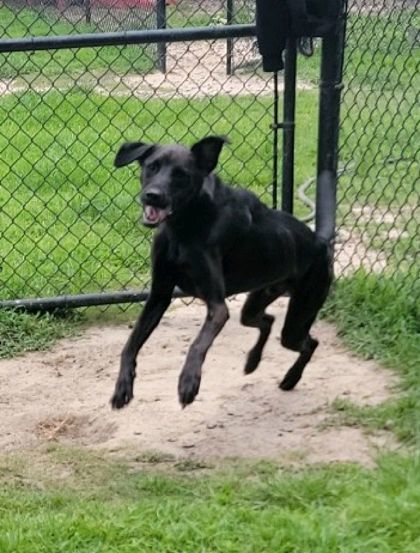Kodi