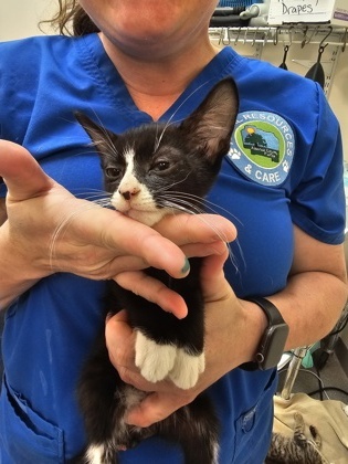 Tuxedo