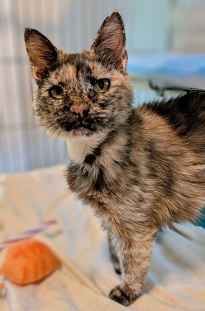 L&#39;Oreal, Adult Female Tortoiseshell