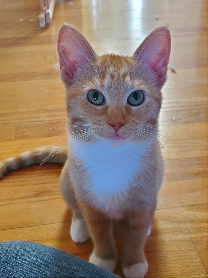 Clementine