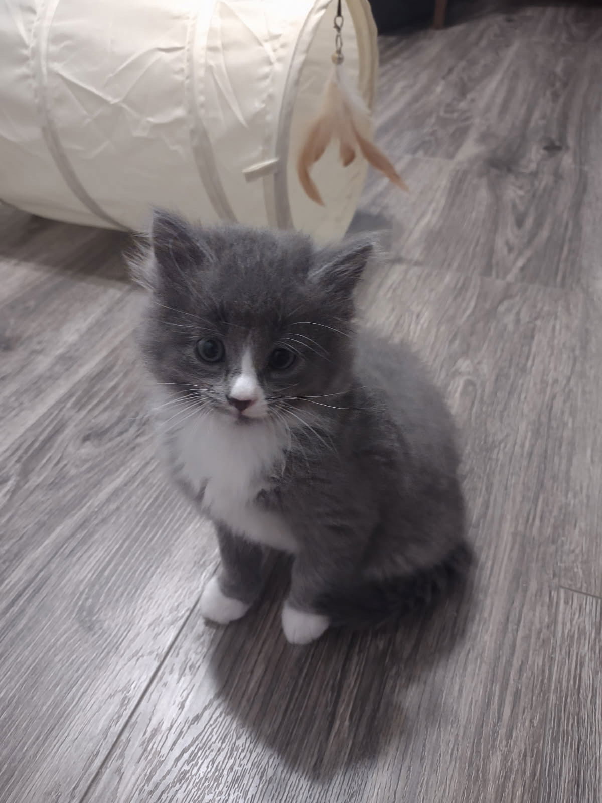 Sugar Cube