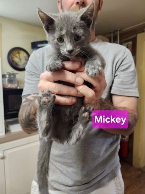 Mickey, Baby Male Domestic Short Hair