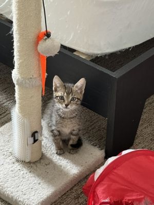 Spicy Chicken, Baby Male Domestic Short Hair