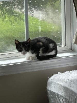 Thelonius Monk Domestic Short Hair Cat