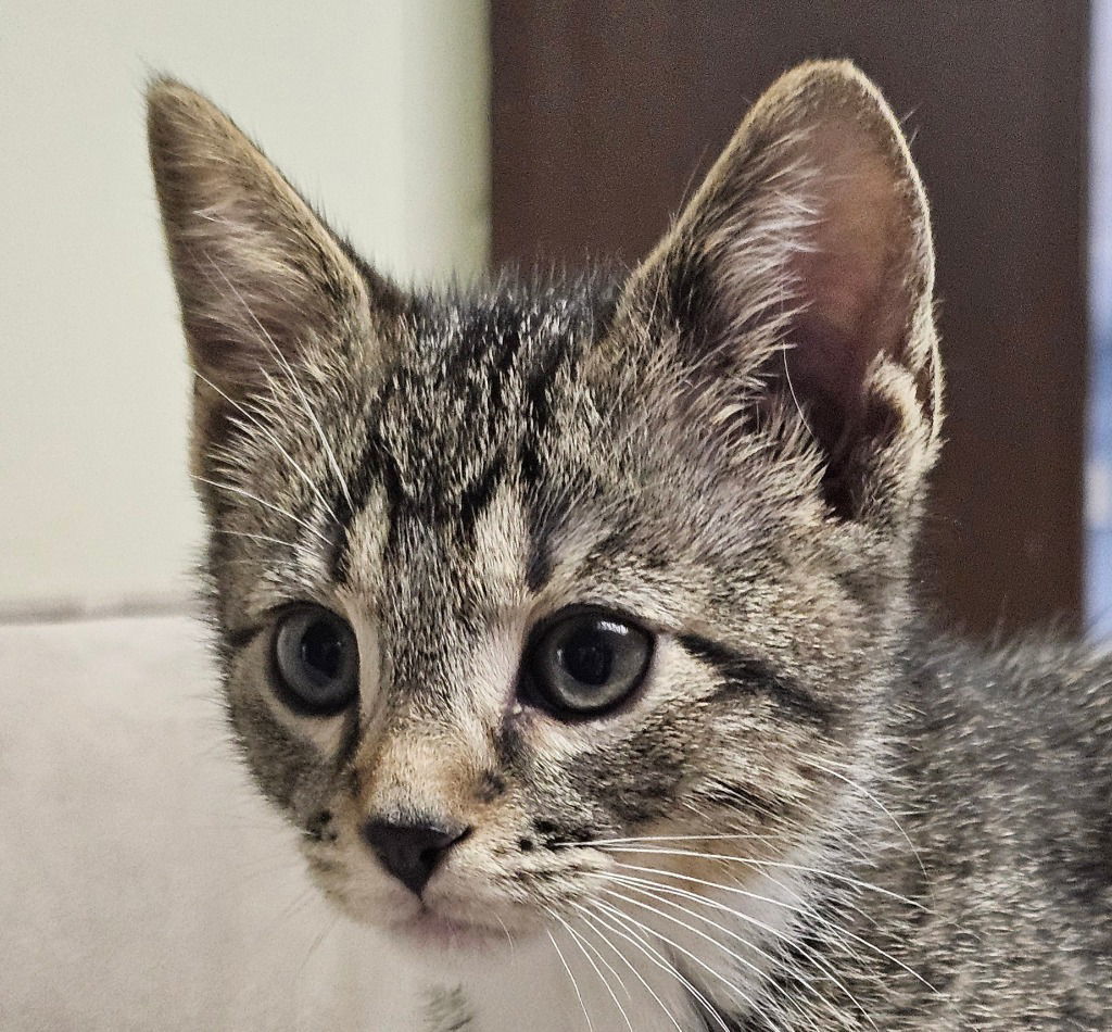 Otis