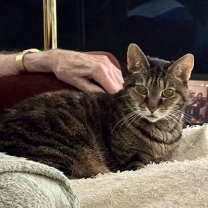 Emily Tabby Cat