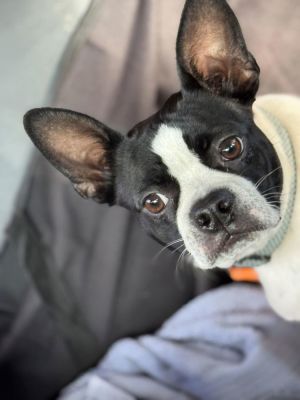 Bugs (SC) Boston Terrier Dog