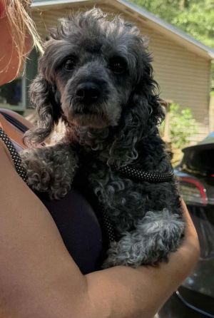 You can fill out an adoption application online on our official websiteMeet Izzy AL - the pint-si