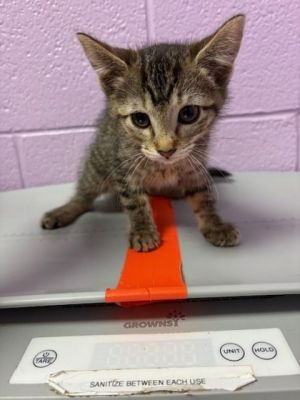 58774711, Baby Female Domestic Short Hair