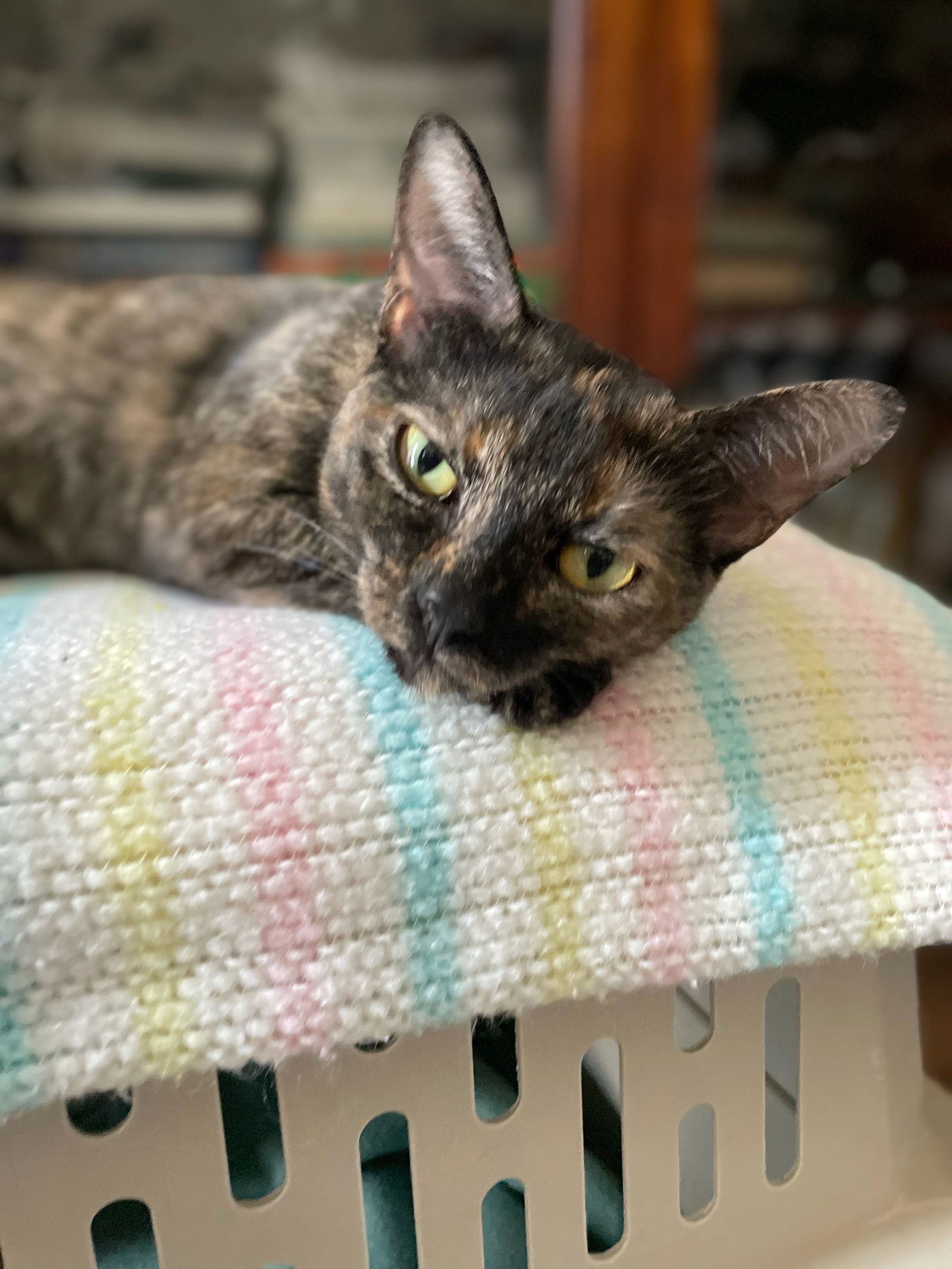 Jellybean, an adoptable Domestic Short Hair in Fort Collins, CO, 80524 | Photo Image 1