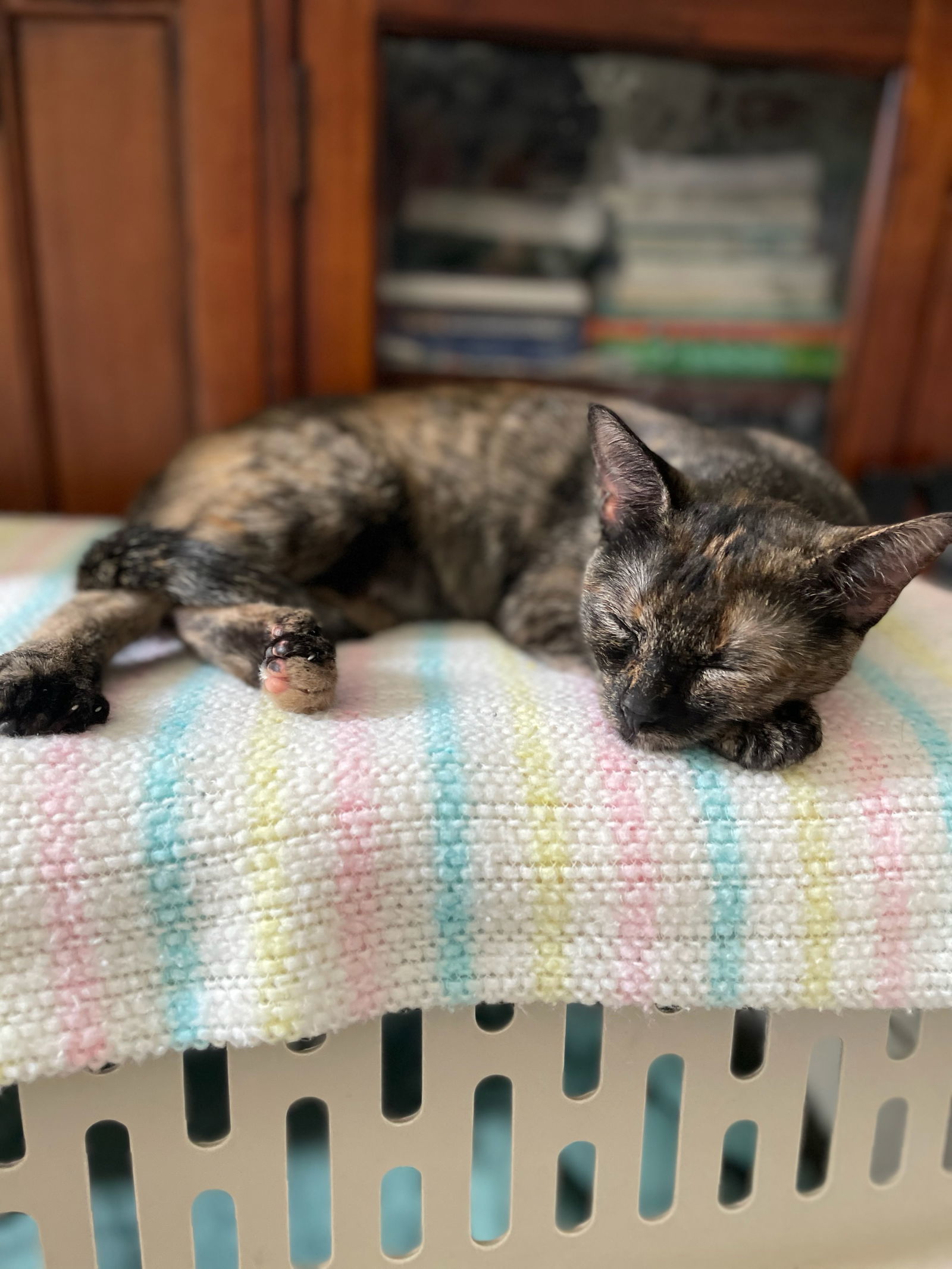 Jellybean, an adoptable Domestic Short Hair in Fort Collins, CO, 80524 | Photo Image 2