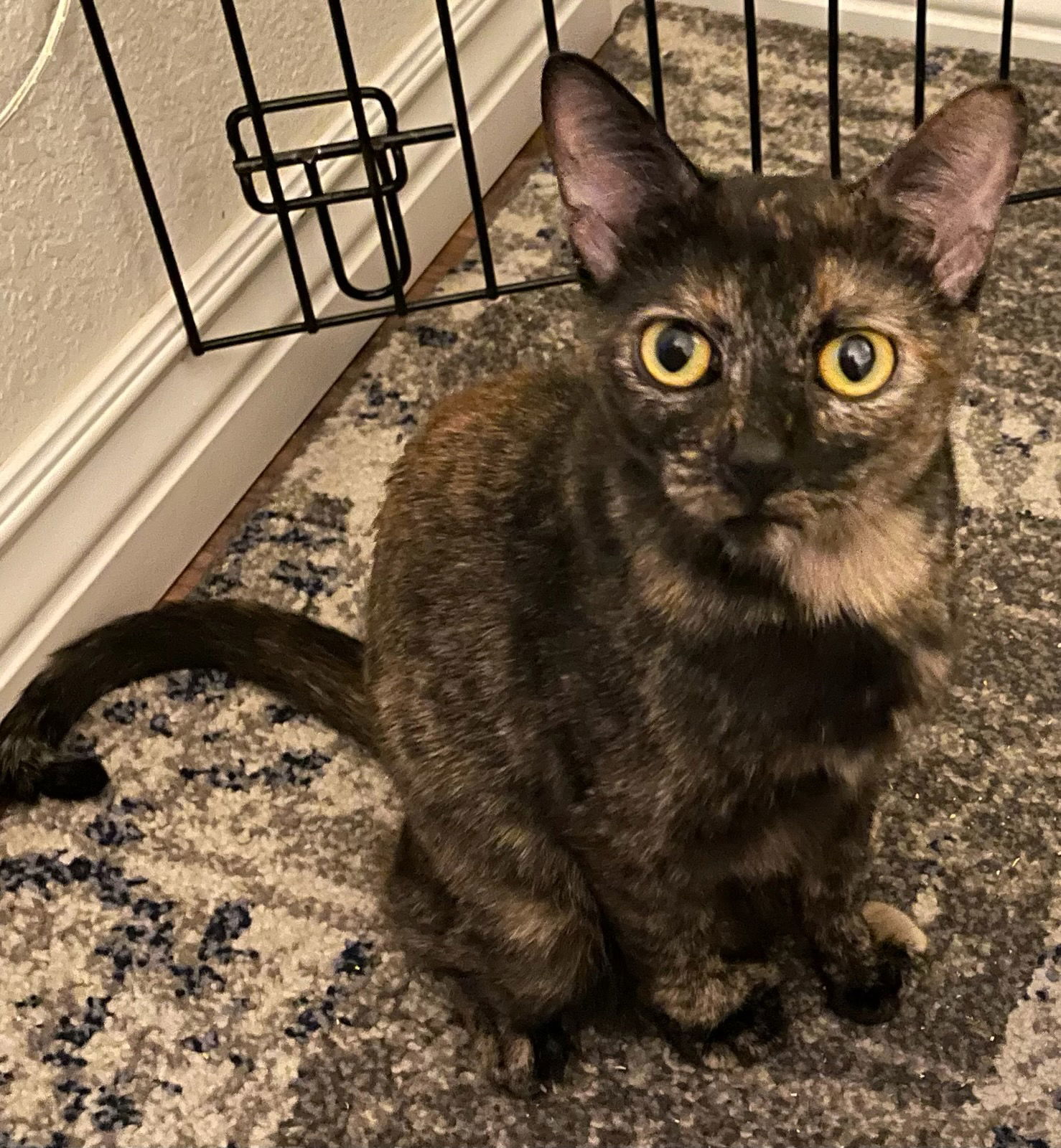 Jellybean, an adoptable Domestic Short Hair in Fort Collins, CO, 80524 | Photo Image 3