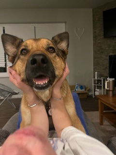 Koda, an adoptable German Shepherd Dog in Fort Collins, CO, 80524 | Photo Image 1