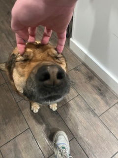 Koda, an adoptable German Shepherd Dog in Fort Collins, CO, 80524 | Photo Image 2