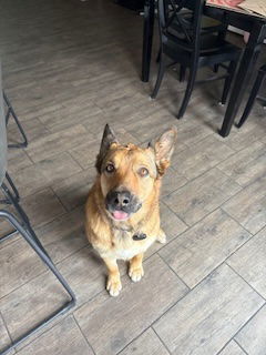 Koda, an adoptable German Shepherd Dog in Fort Collins, CO, 80524 | Photo Image 3